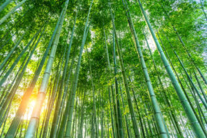 A samambaia o bambu e a resiliência 2021